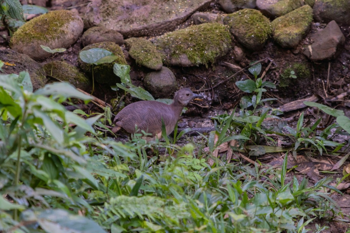 Undulated Tinamou - ML608857158