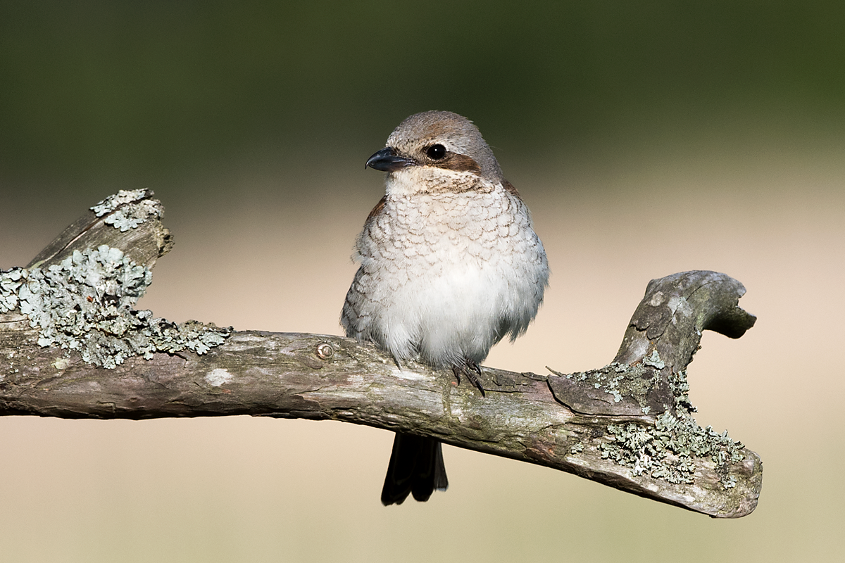 Red-backed Shrike - ML60885721