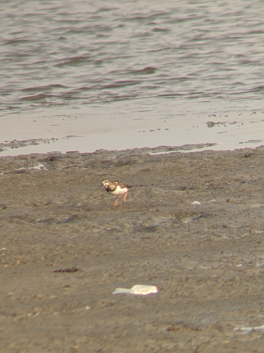 Ruddy Turnstone - ML608857258