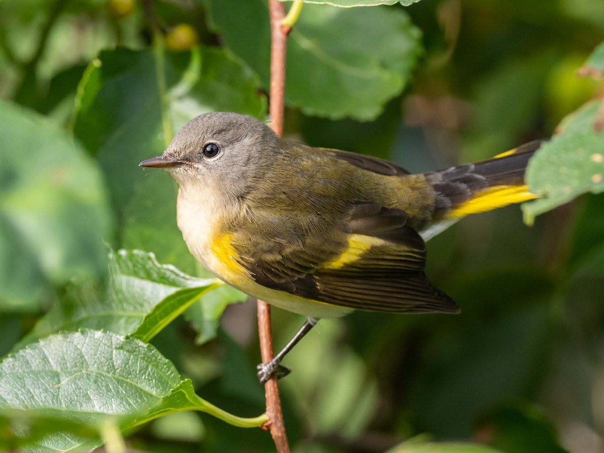 American Redstart - Christopher Unsworth