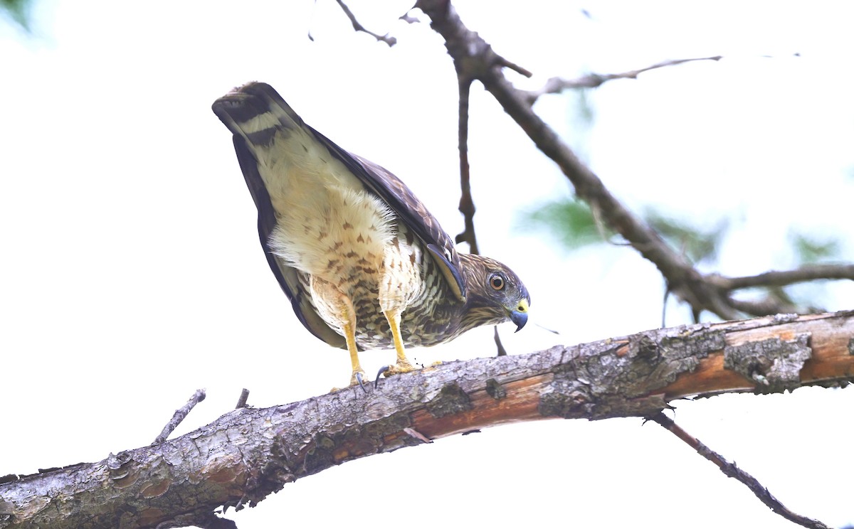 Broad-winged Hawk - ML608857293