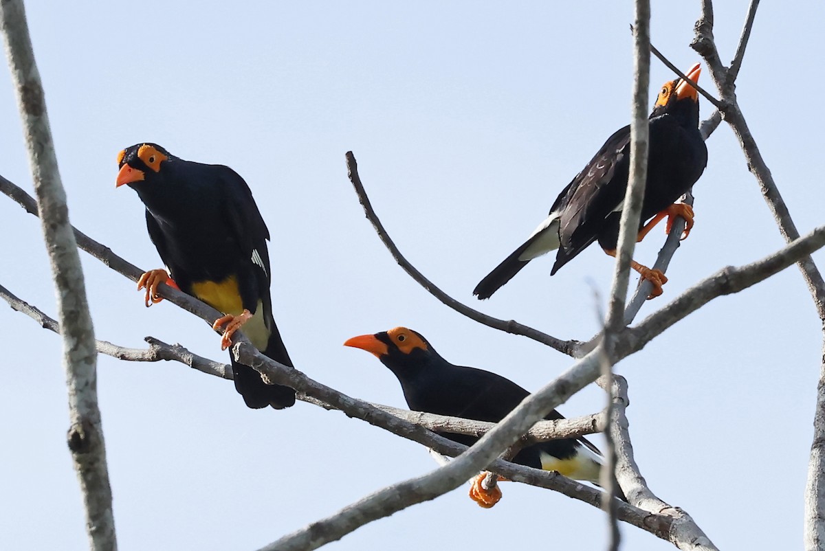 Long-tailed Myna - ML608857299