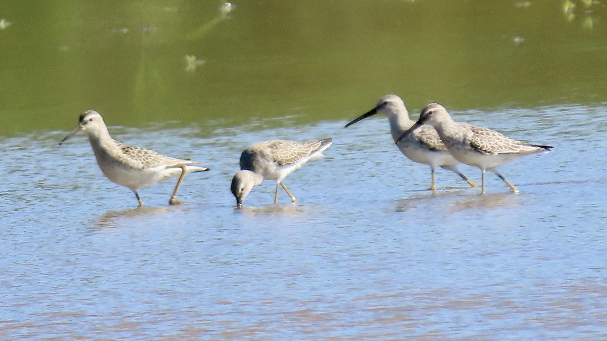 Stilt Sandpiper - ML608857305