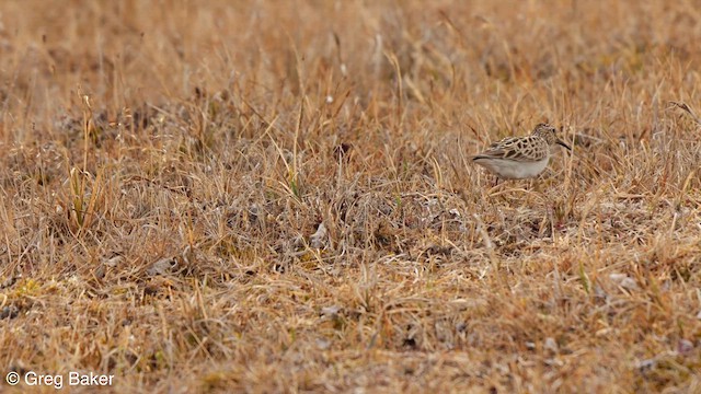 Pectoral Sandpiper - ML608857327