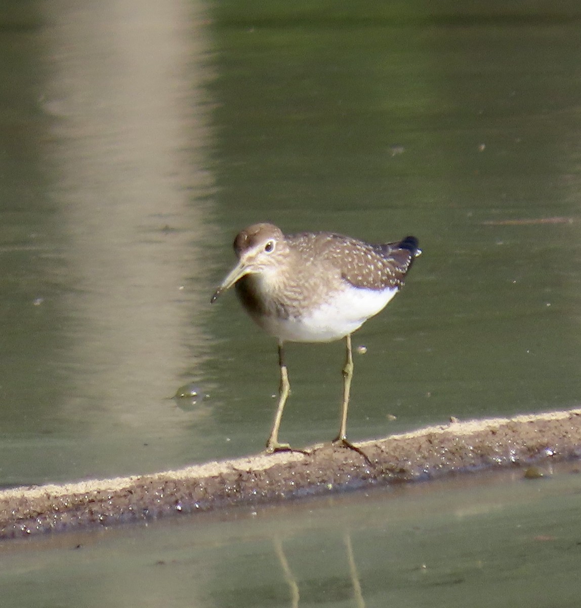 Solitary Sandpiper - ML608857328