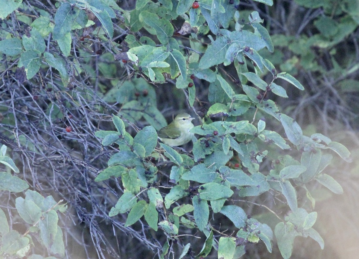 Tennessee Warbler - Eric Rasmussen