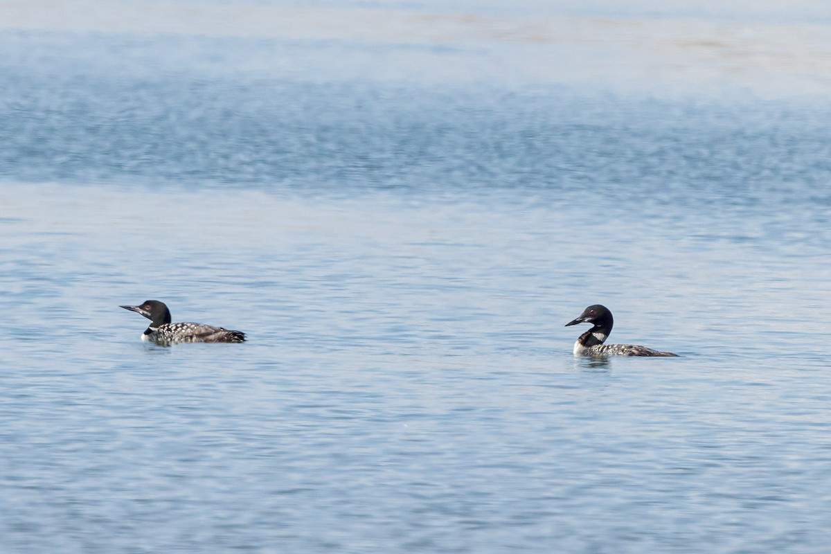 Common Loon - ML608857485