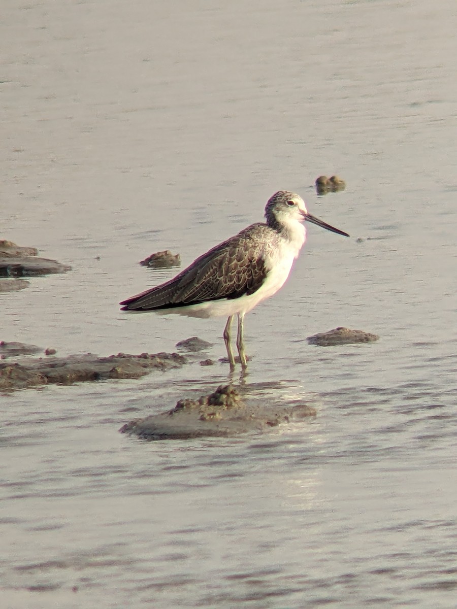 Marsh Sandpiper - Andrew Schmalfuss