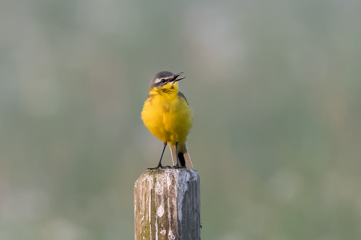 Western Yellow Wagtail - ML60885751