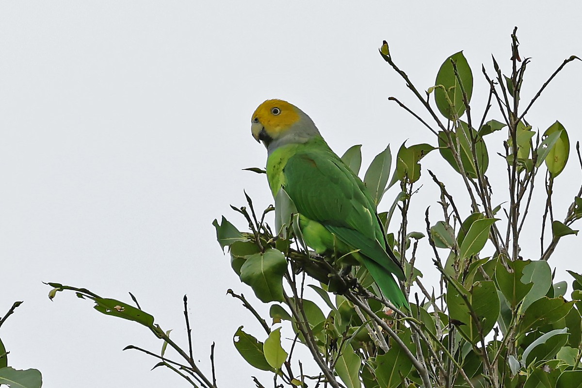 Singing Parrot - Phillip Edwards