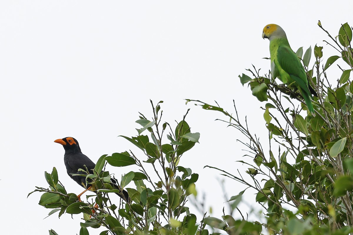 Long-tailed Myna - ML608857527