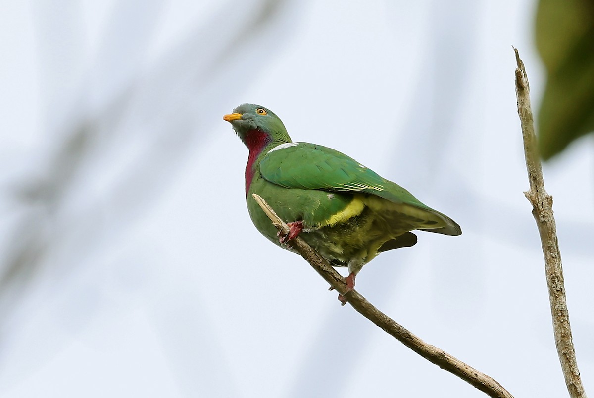 Claret-breasted Fruit-Dove - ML608857538