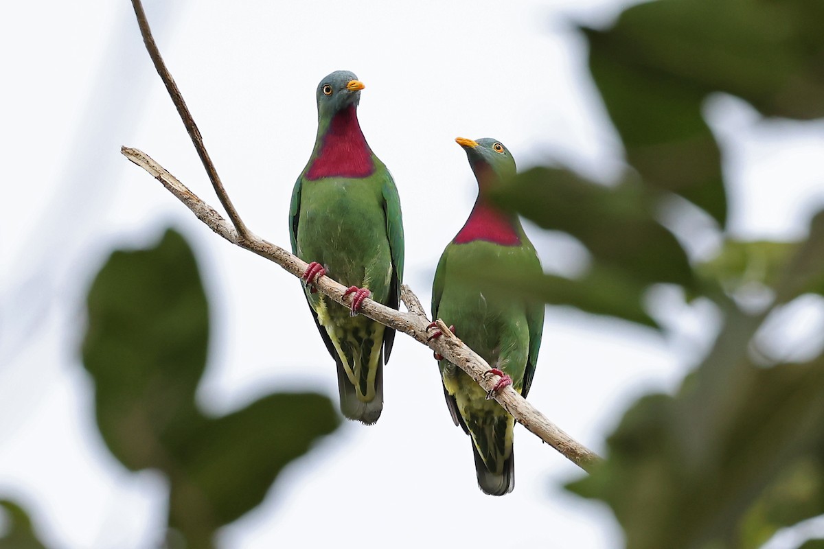Claret-breasted Fruit-Dove - ML608857539