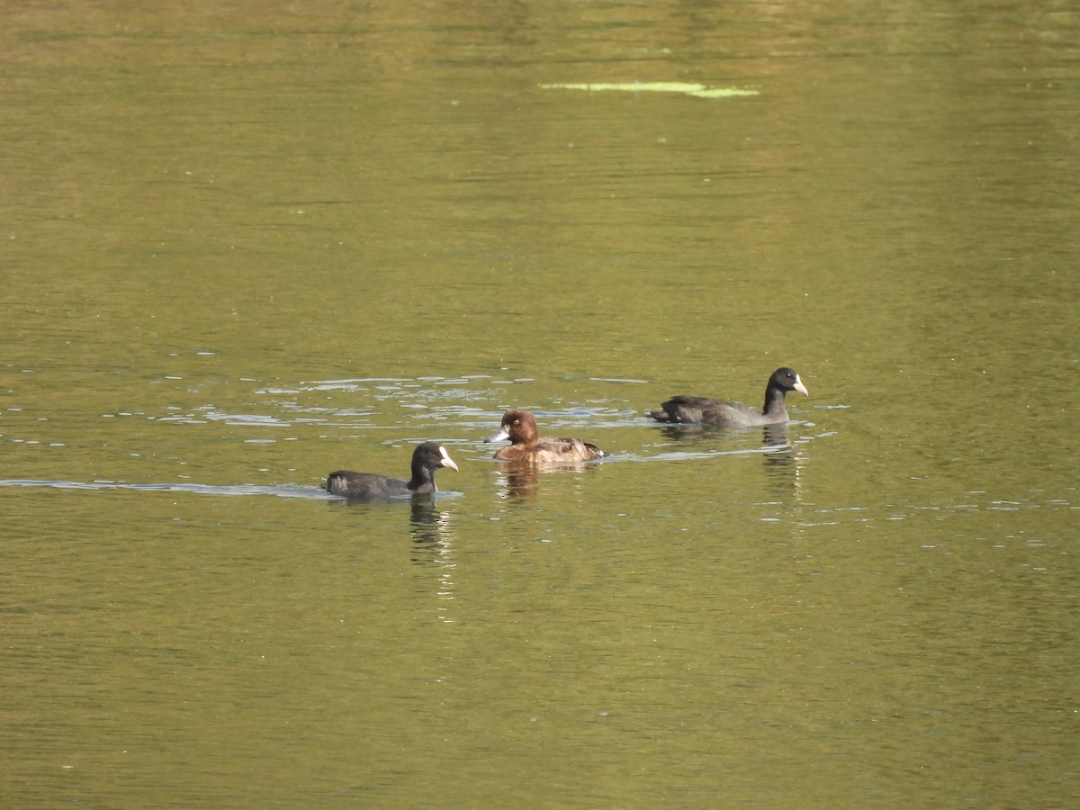 Tufted Duck - ML608857664