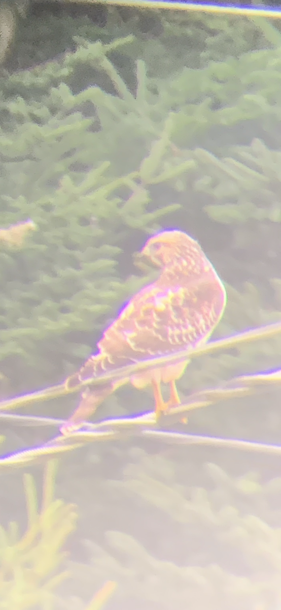 Broad-winged Hawk - ML608857738