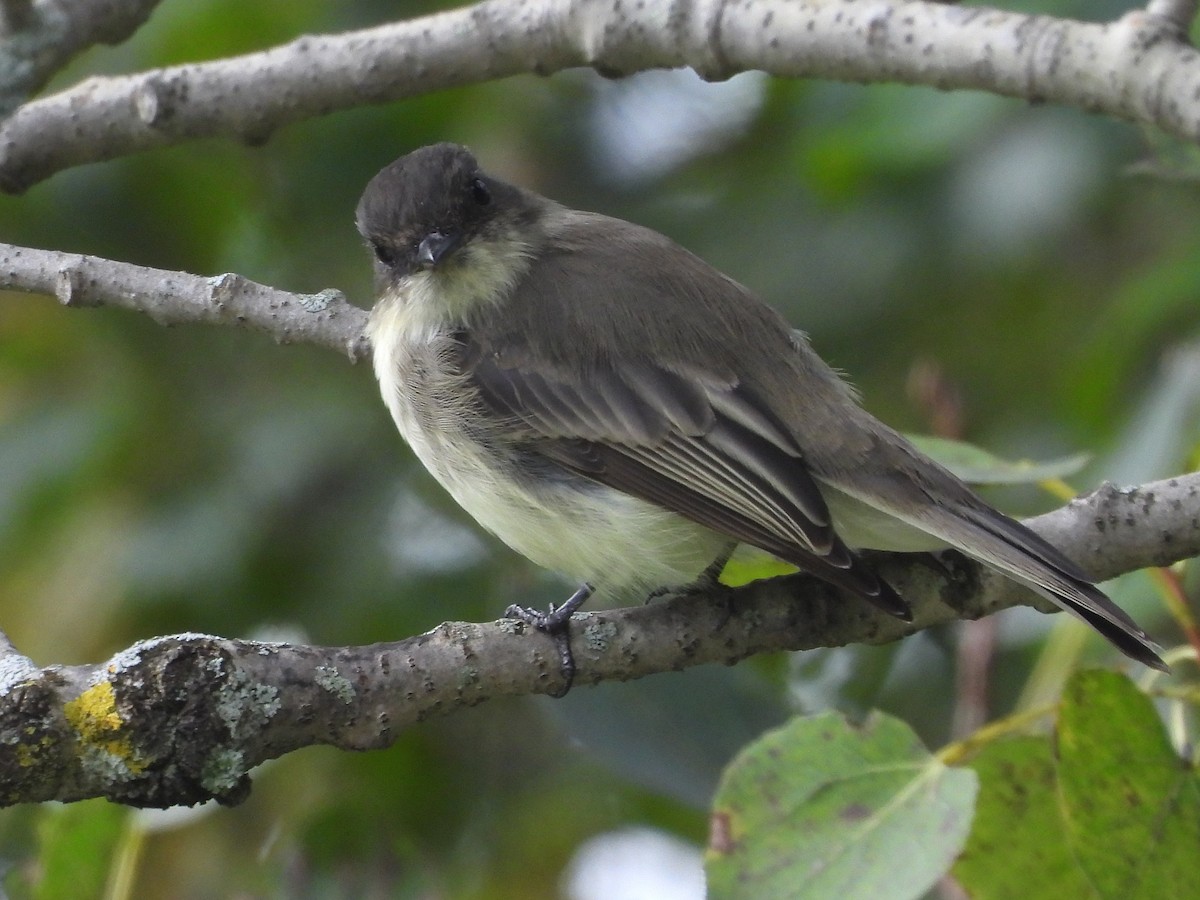 Eastern Phoebe - ML608857804