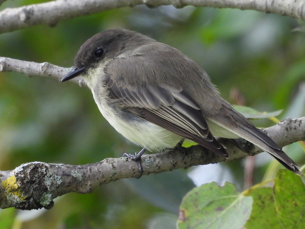 Eastern Phoebe - ML608857810