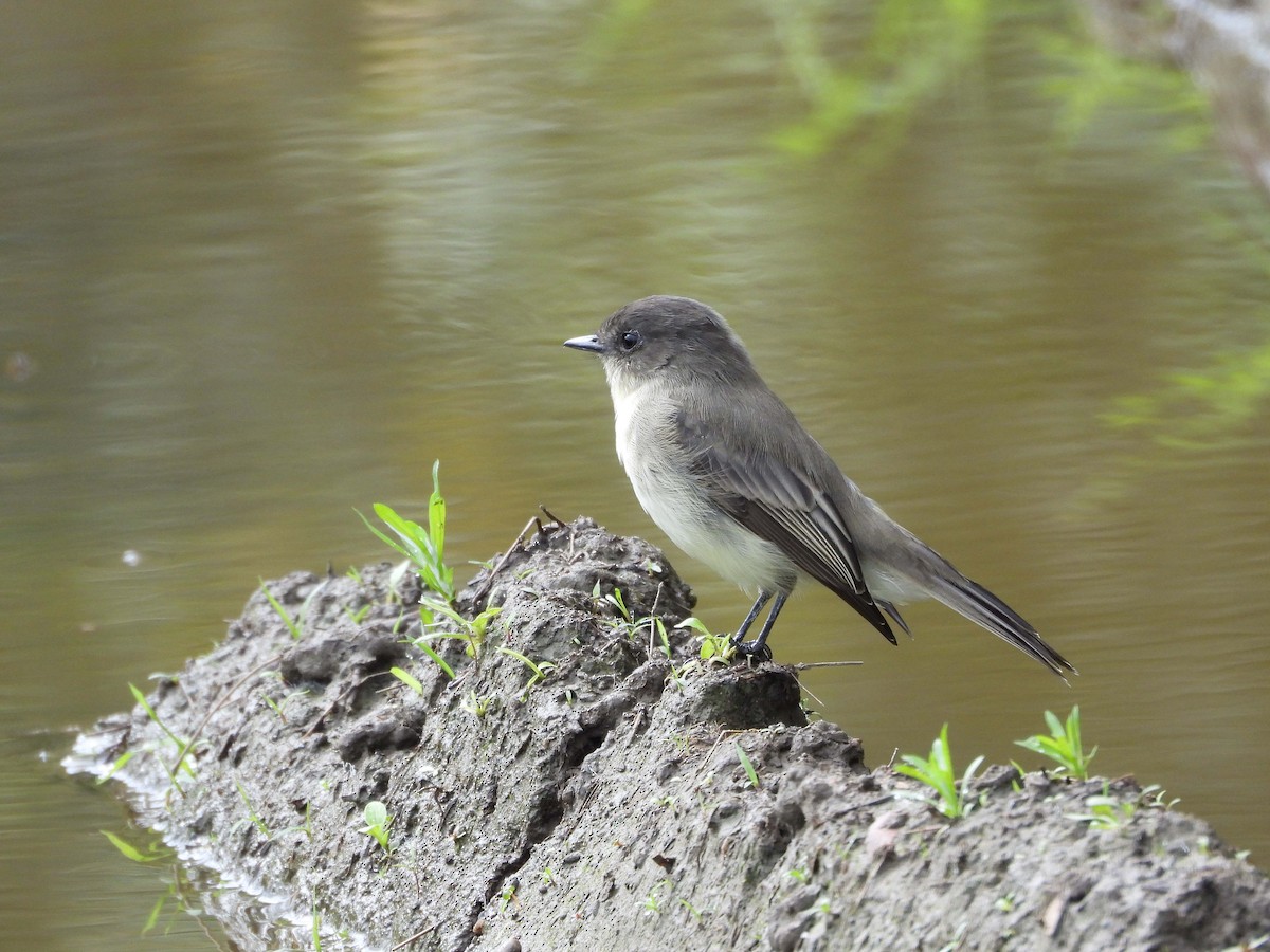 Eastern Phoebe - ML608857818