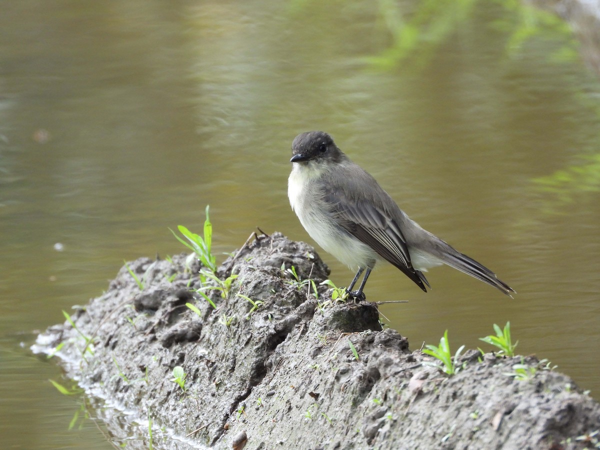 Eastern Phoebe - ML608857826