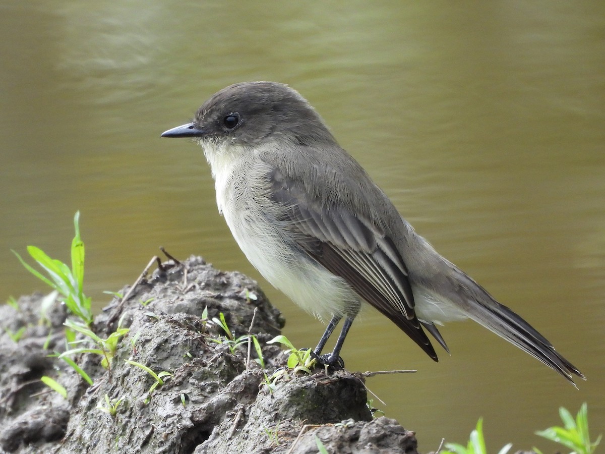 Eastern Phoebe - ML608857842