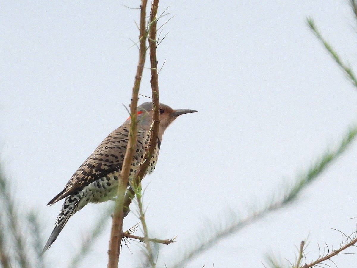 Northern Flicker - ML608857856