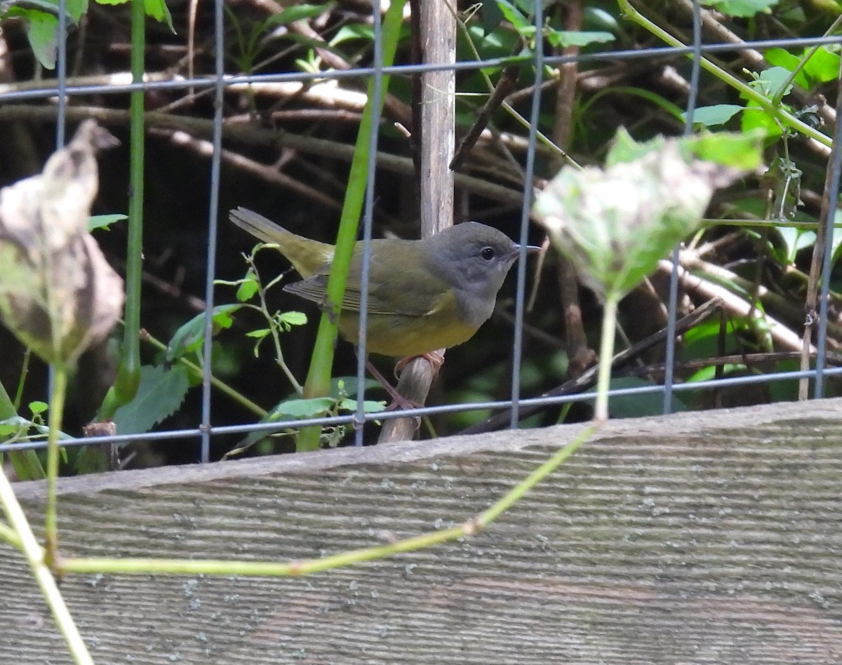 Mourning Warbler - ML608857907