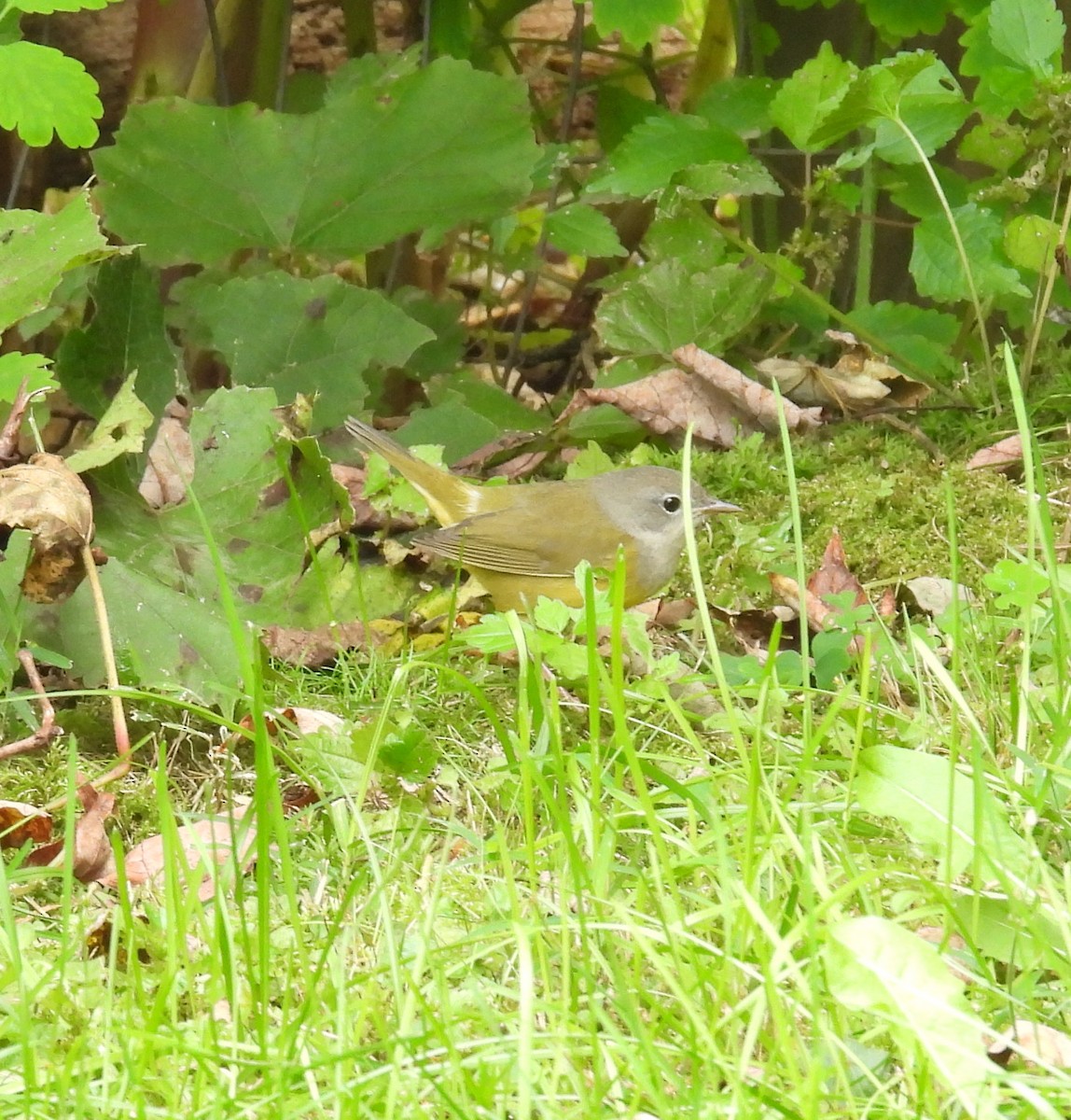 Mourning Warbler - DL C