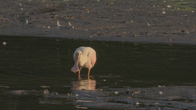 Roseate Spoonbill - ML608857923