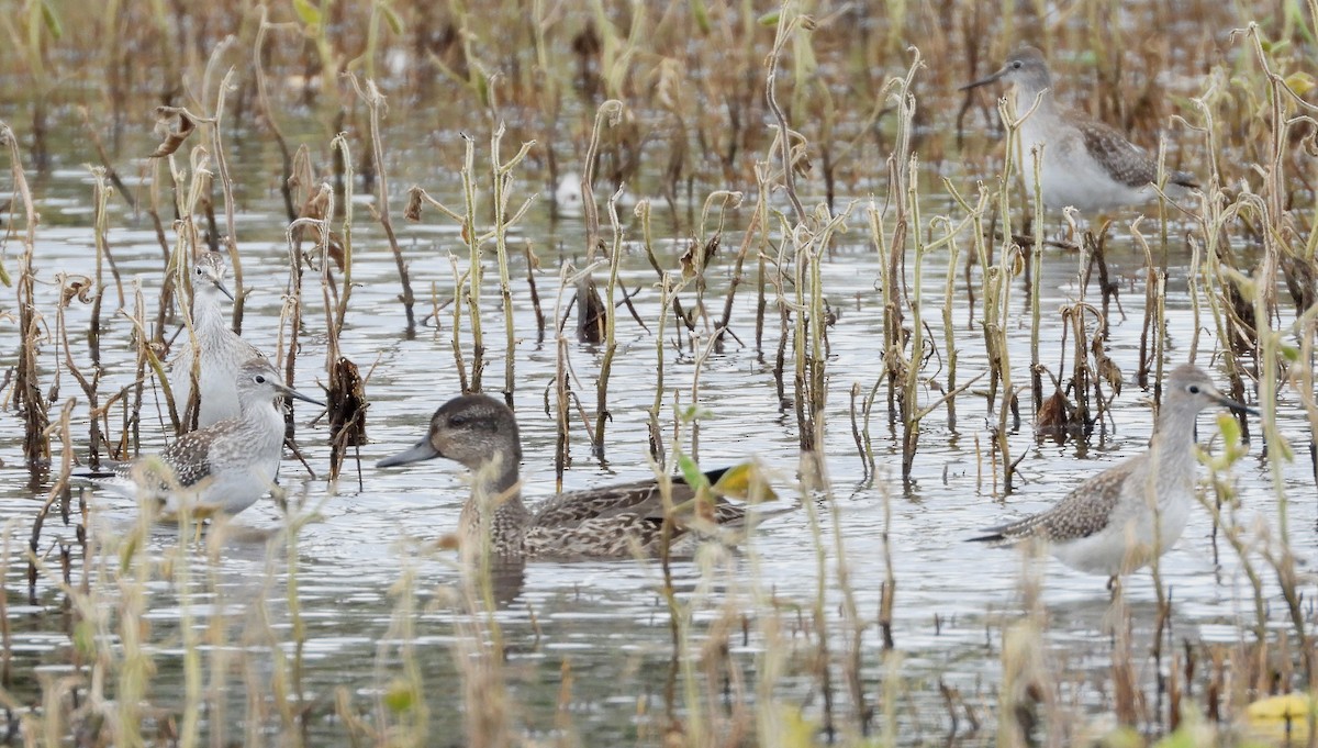 Green-winged Teal - ML608857929