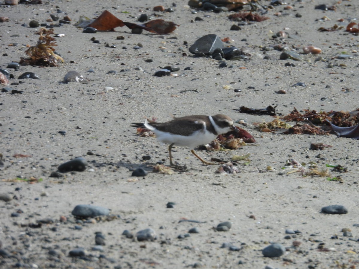 Semipalmated Plover - ML608857941