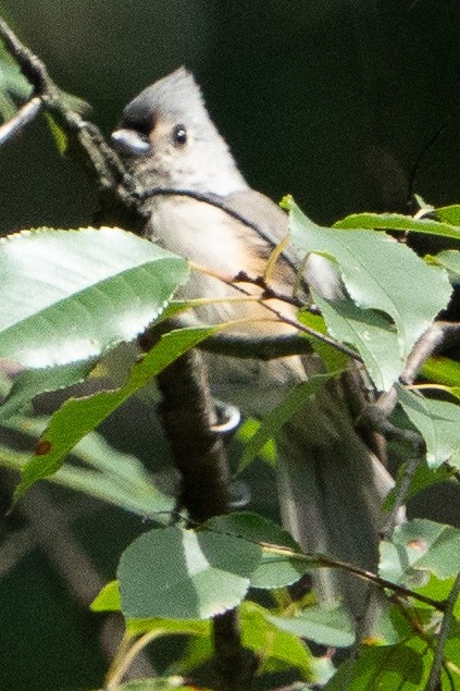 Tufted Titmouse - ML608857996