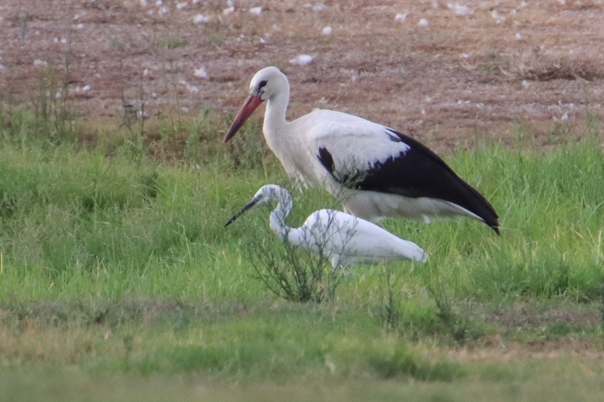 Cigogne blanche - ML608858015