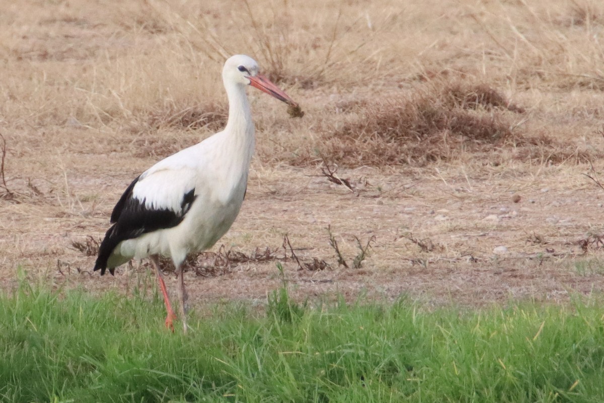 White Stork - ML608858016