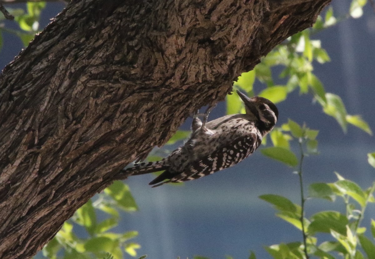 Ladder-backed Woodpecker - ML608858028