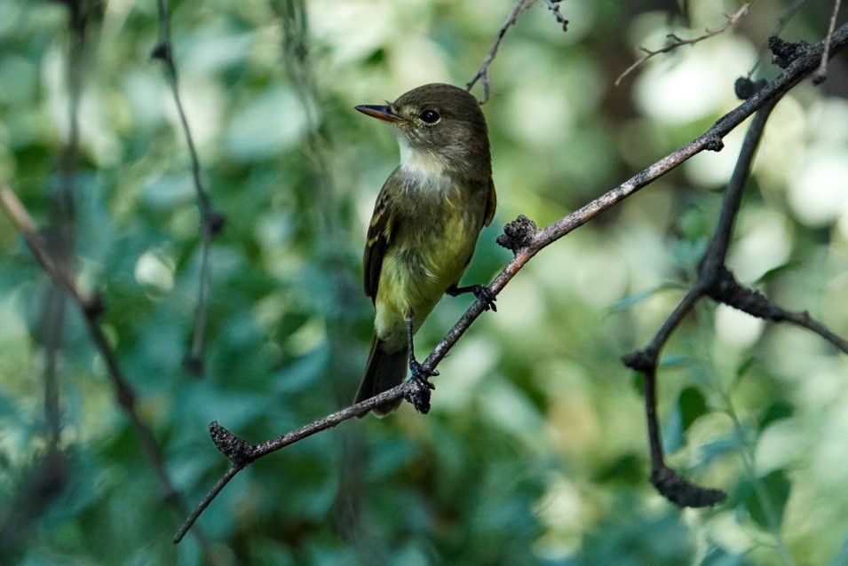 Willow Flycatcher - ML608858072