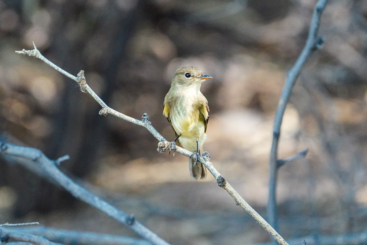 Willow Flycatcher - ML608858075