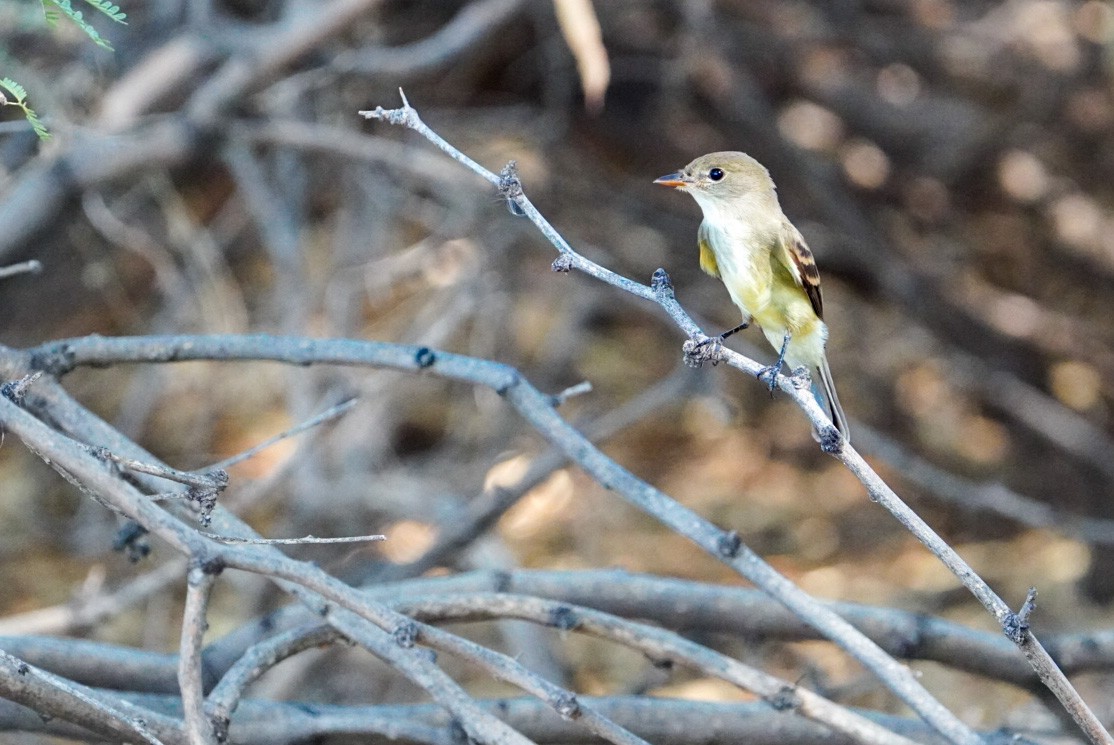 Willow Flycatcher - ML608858077