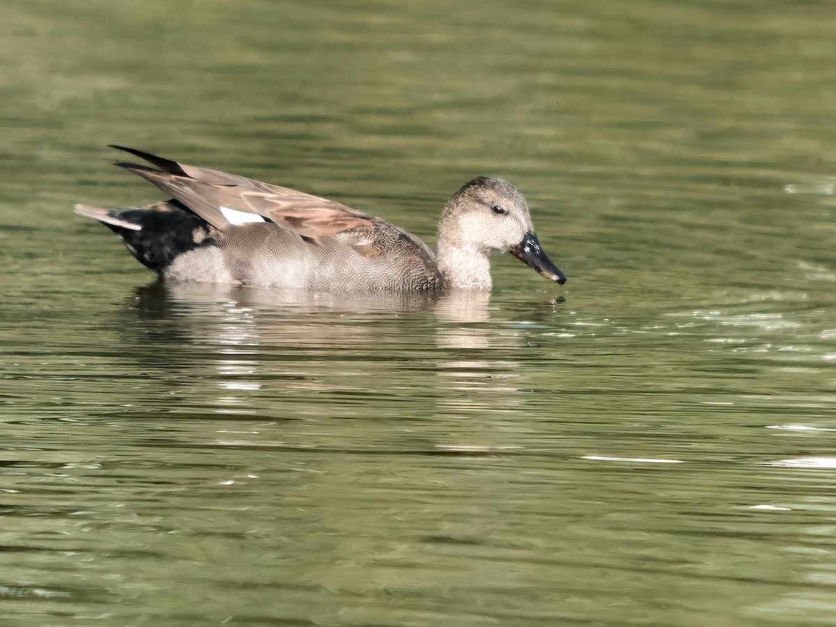 Gadwall - ML608858092