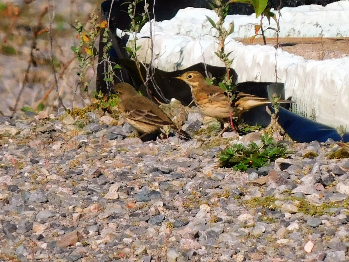 American Pipit - Denis Robert