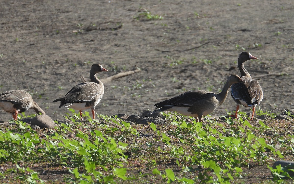 Greater White-fronted Goose - ML608858141