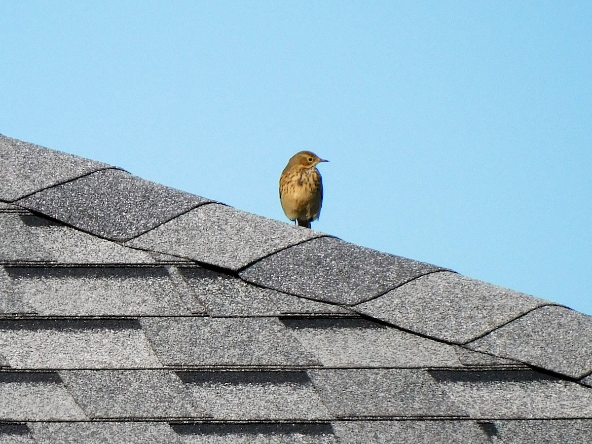 American Pipit - Denis Robert