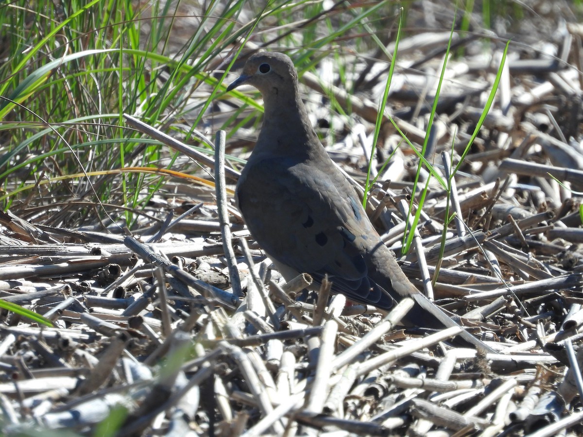 Mourning Dove - Brenda Aburto