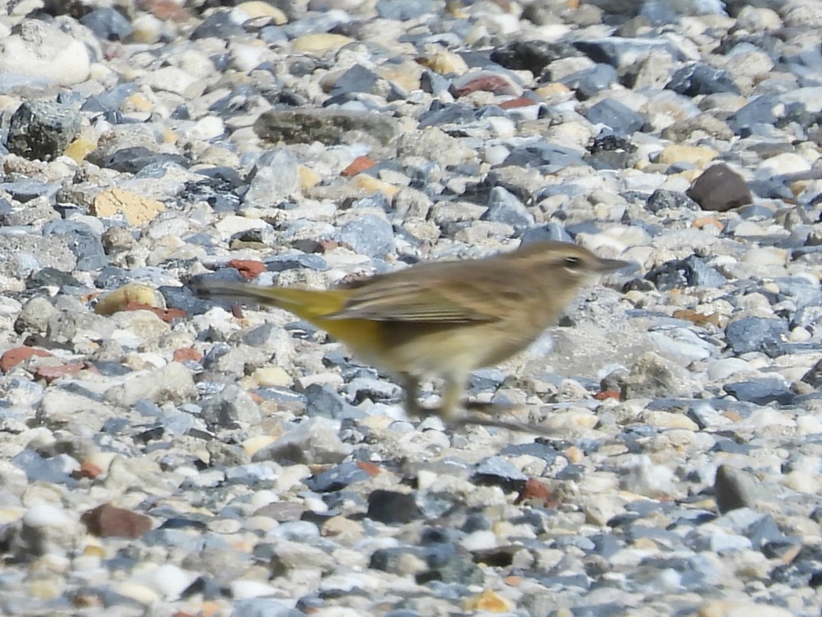 Palm Warbler - Brenda Aburto