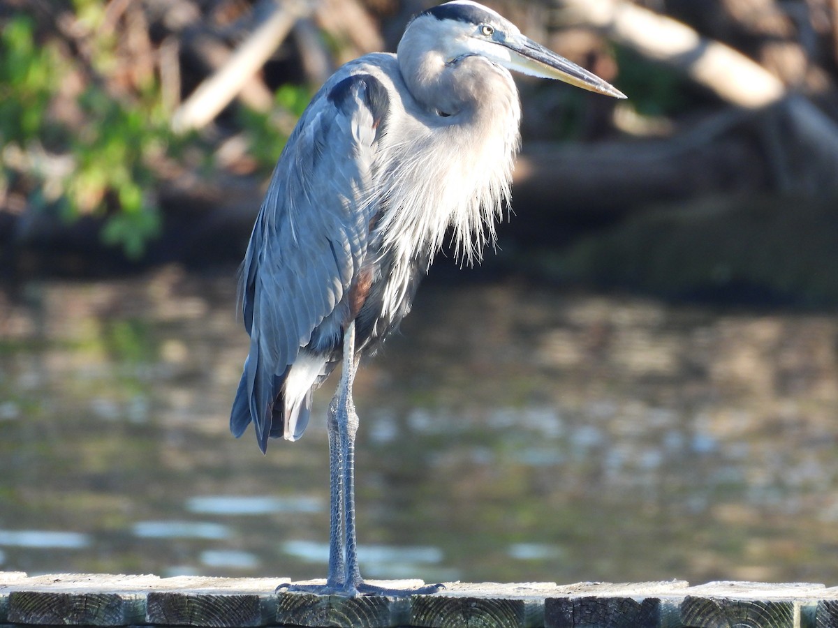 Great Blue Heron - ML608858450