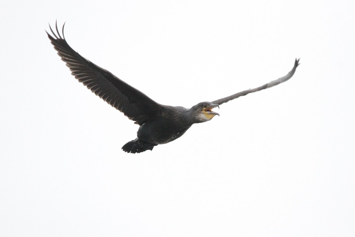 Great Cormorant - ML608858455