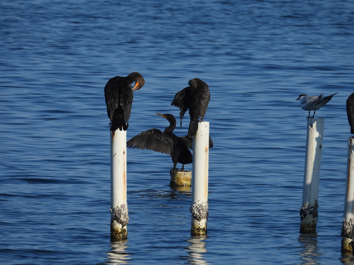 Double-crested Cormorant - ML608858477