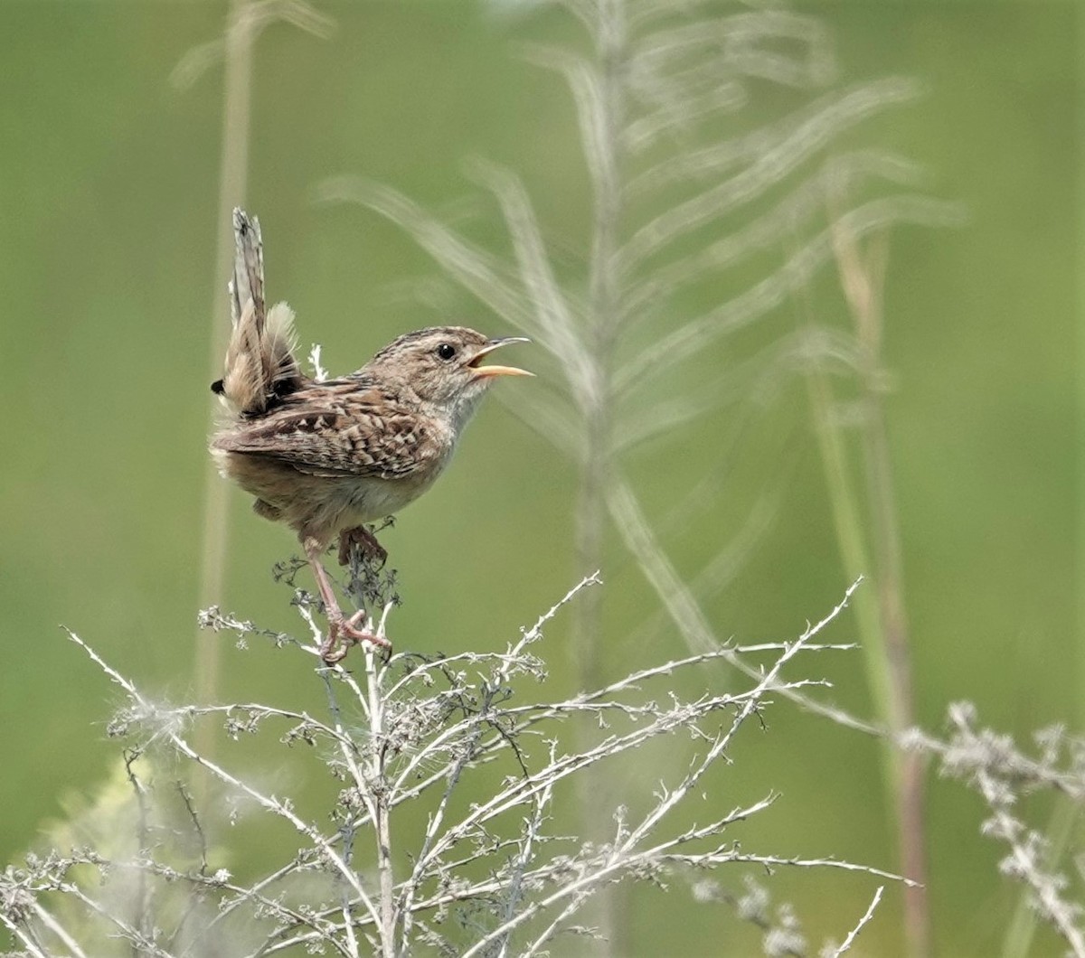 Sedge Wren - ML608858517