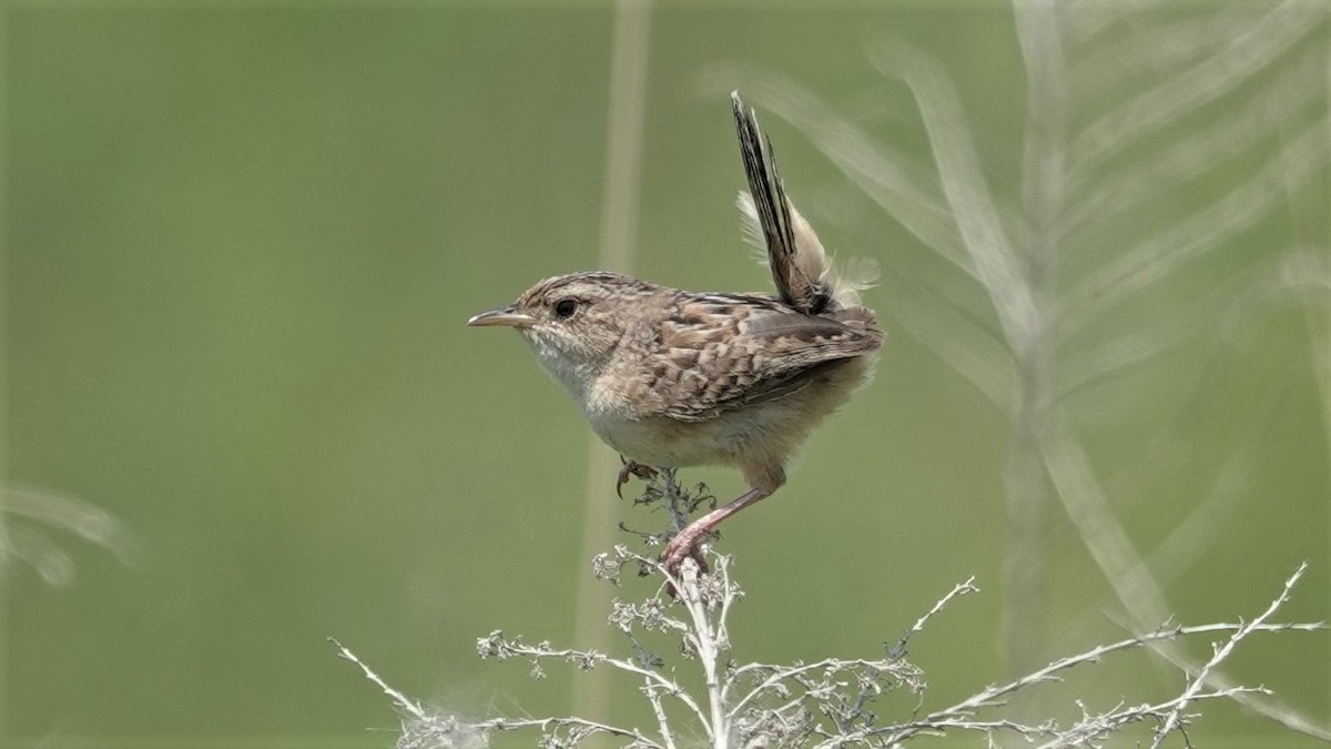 Sedge Wren - ML608858518