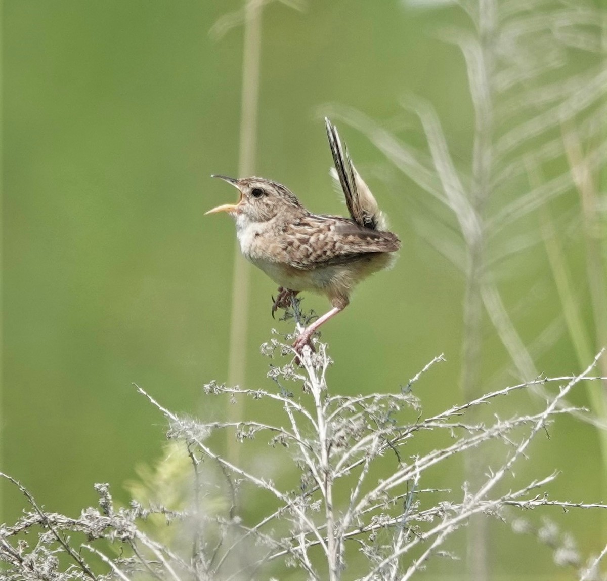 Sedge Wren - ML608858519
