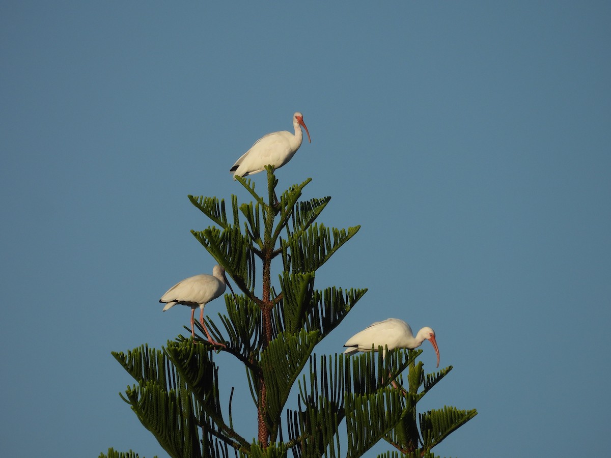 ibis bílý - ML608858574